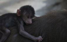 郑州动物园拍摄之动物猴子