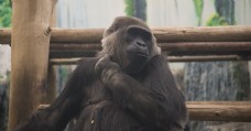 郑州动物园拍摄之动物猩猩