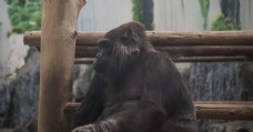 郑州动物园拍摄之动物猩猩