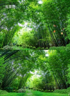 自然丽景竹林梦幻美丽自然风景视频