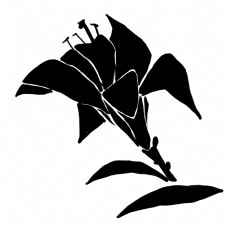 春季黑色的花朵装饰插画