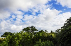 天空蓝天下的森林景观摄影