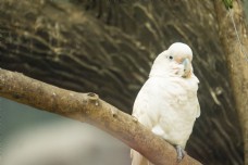 枝头白色鹦鹉摄影
