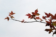 枫叶特写一枝新生的红色枫叶树枝特写