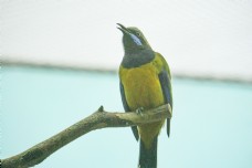 枝头黄色漂亮鹦鹉摄影