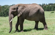 大象亚洲象野生动物