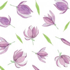 紫色玉兰花平铺图