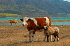 牛牛和羊自然和谐的漫步