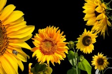 6款太阳花向日葵花已抠图素材