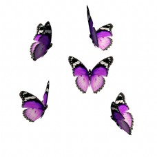 一组紫色蝴蝶飞舞