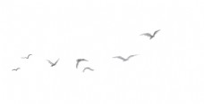 天空海鸥鸟类迁徙
