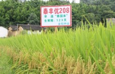 泰丰优208高清水稻图