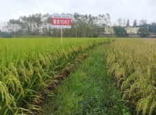 泰优1002水稻品种田间对比图