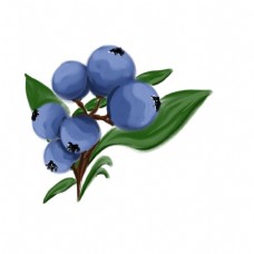蓝莓插图