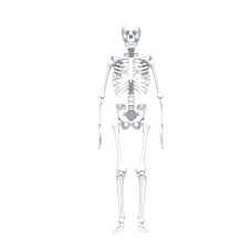 人体全身骨骼模型