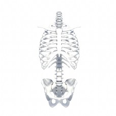 人体模型人体躯干骨骼模型