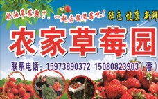 新鲜水果海报草莓园