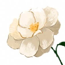 白色花漂亮白色山茶花