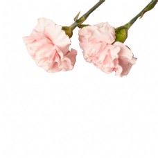 牡丹两朵粉色花朵免扣图