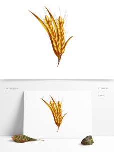 成熟的麦穗小满手绘元素
