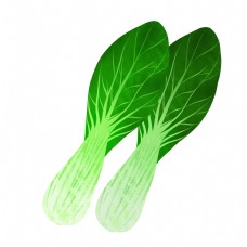 绿色蔬菜上海青免抠素材