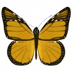 昆虫蝴蝶黑脉金斑