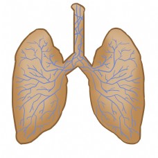 人体器官人体肺部器官