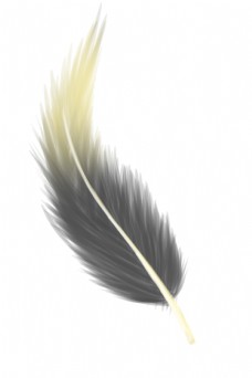 灰色鸟儿羽毛