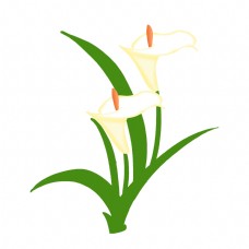 白色花白色马蹄莲花朵