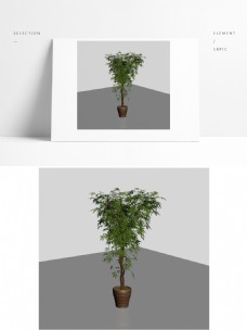 精细盆景植物模型