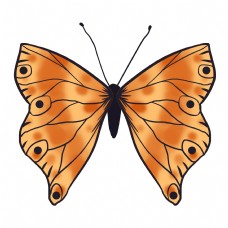 动物昆虫蝴蝶棕色