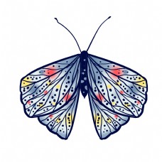 昆虫蝴蝶标本动物
