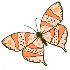 昆虫蝴蝶标本