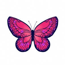 昆虫蝴蝶粉色