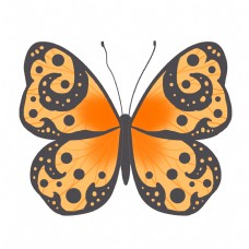 昆虫蝴蝶橙色