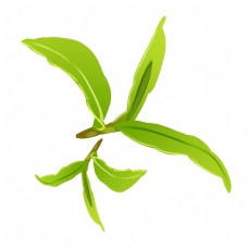 绿叶茶文化嫩芽