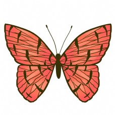 动物昆虫蝴蝶橙色