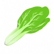 绿色蔬菜食材蔬菜油麦菜绿色