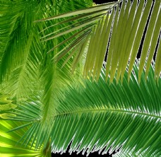 叶子椰子树树叶