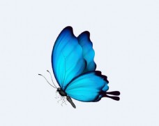 其他生物免扣蓝色蝴蝶