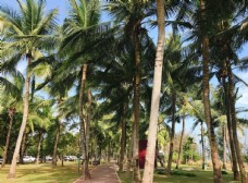 三亚椰林风景