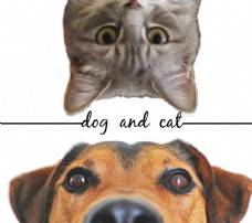宠物狗猫与狗