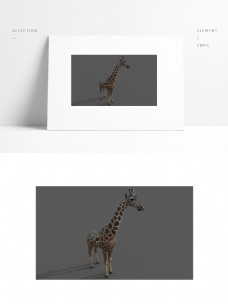 写实长颈鹿模型带贴图