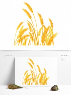 金秋植物小麦插画