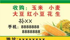 简单广告玉米名片