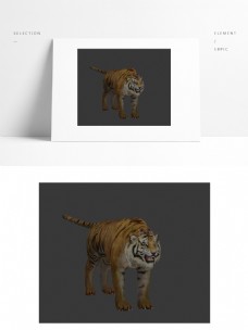 动物模型老虎带贴图