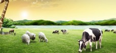 大自然奶牛草原风景