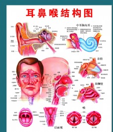 耳鼻喉结构