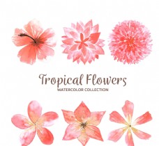 水彩绘粉色热带花卉