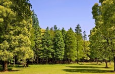 绿树森林木材木头树林绿色
